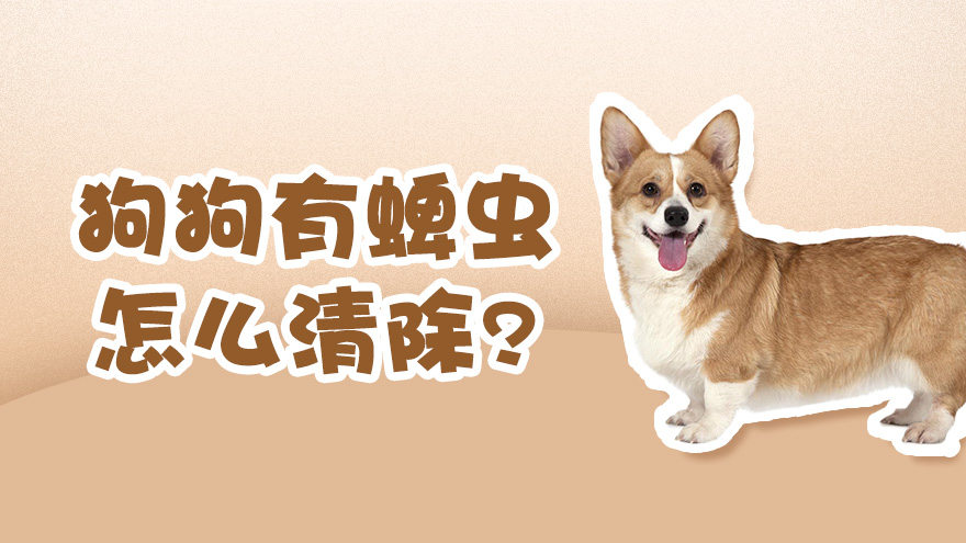 搬家后狗狗身上有蜱虫怎么清除