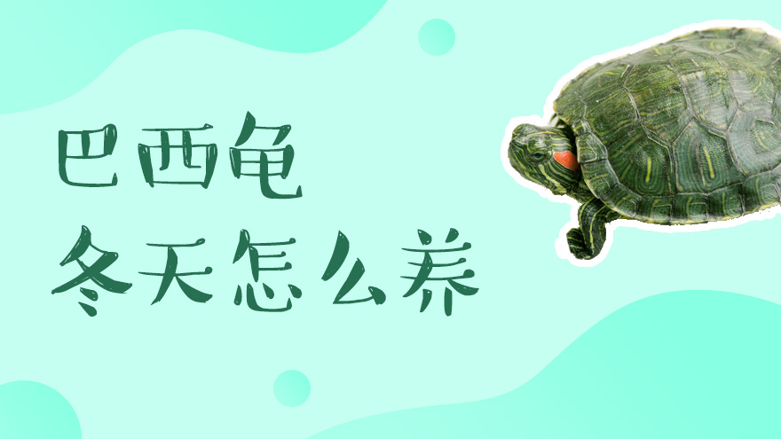 巴西龟冬天怎么养