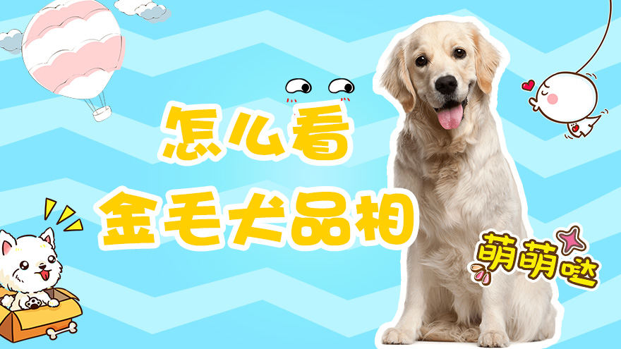 怎么看金毛犬的品相