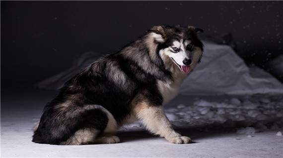 阿拉斯加的毛发该如何护理