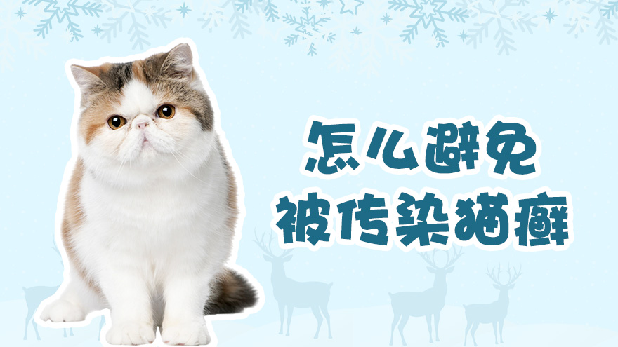 怎么避免被传染猫癣