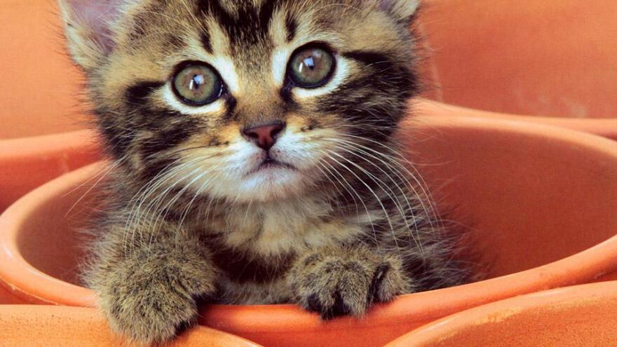 为什么猫咪不爱洗澡