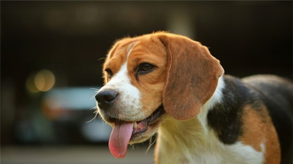 比格犬磨牙怎么办