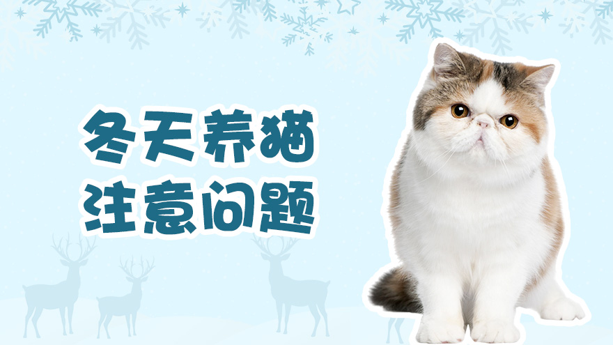 冬天养猫要注意什么问题