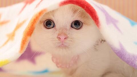 冬季猫咪可以穿衣服吗