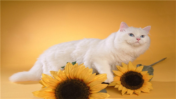 波斯猫流眼泪的原因