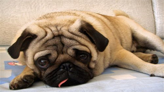 巴哥犬常见病有哪些