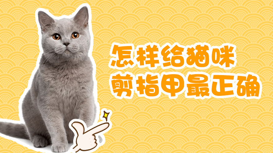 怎样给猫咪剪指甲最正确