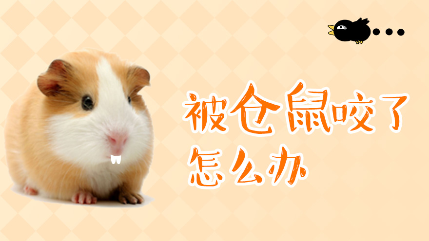 被仓鼠咬了怎么办