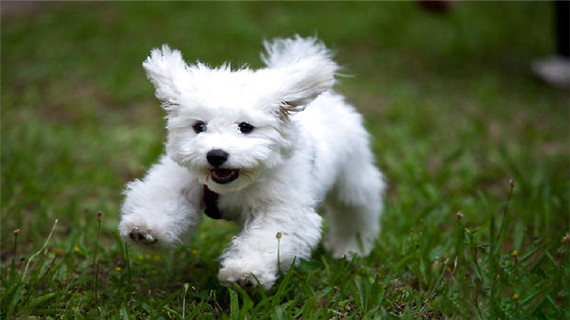 比熊狗消化不良的治疗方法有哪些