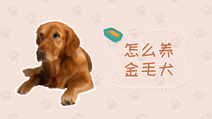 怎么养金毛犬