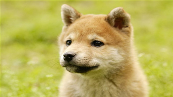 如何给秋田犬修剪毛发