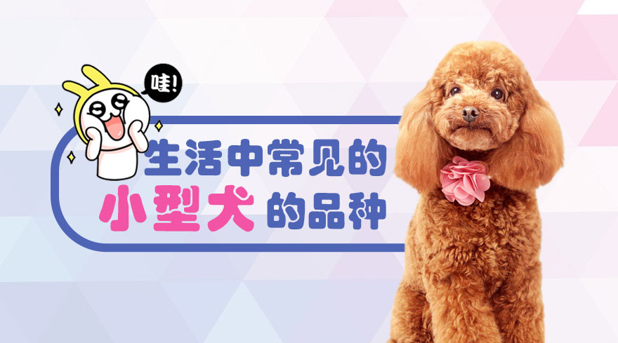 生活中常见的小型犬的品种