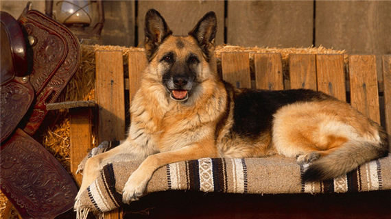 德国牧羊犬的养护知识