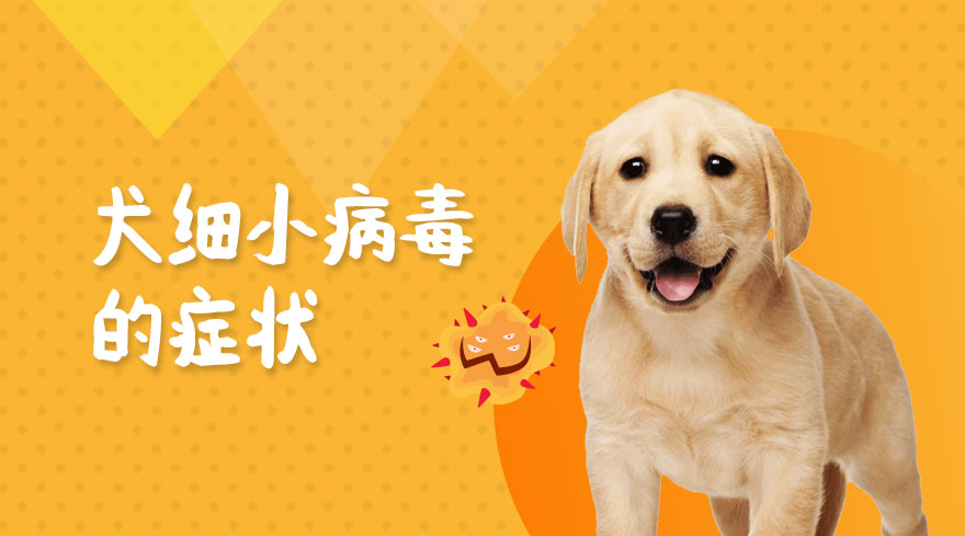 犬细小病毒的症状