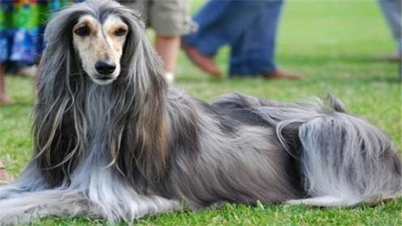 阿富汗猎犬的性格有哪些优缺点