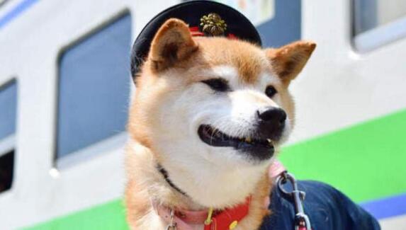 柴犬的毛发如何保养