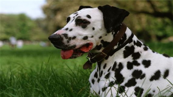 斑点狗得了细小怎么办