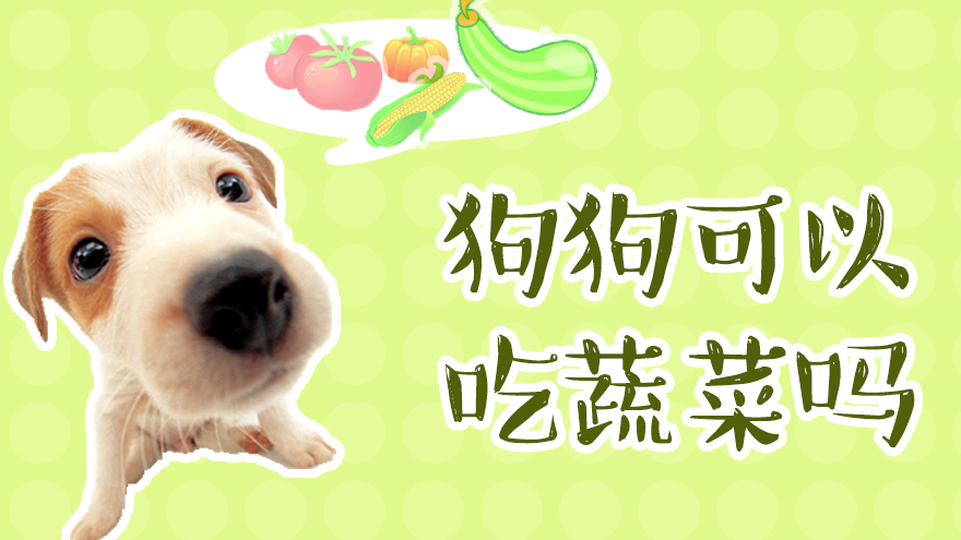 狗狗可以吃蔬菜吗