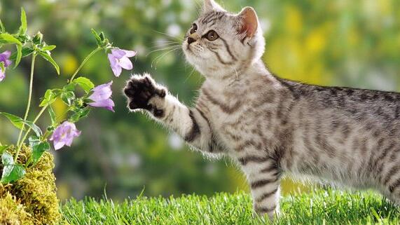 犬猫腹泻如何治疗