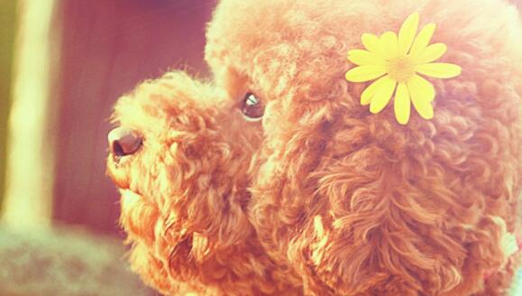 泰迪犬的太阳花造型