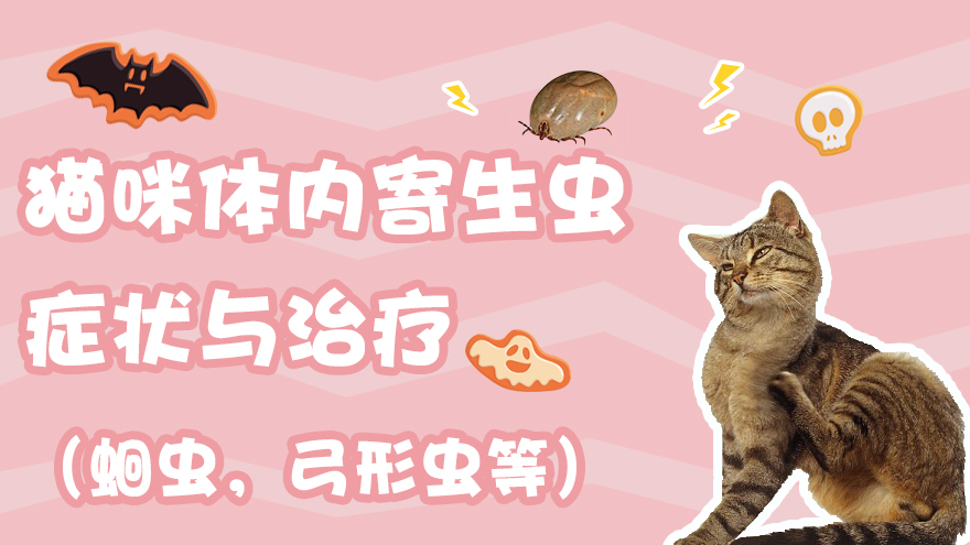 猫咪体内寄生虫症状与治疗