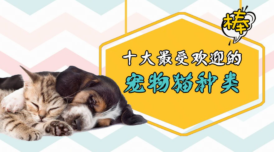 十大最受欢迎的宠物猫种类