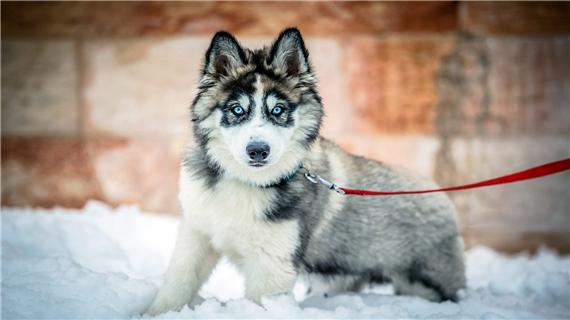 家庭饲养哈士奇要注意哪些