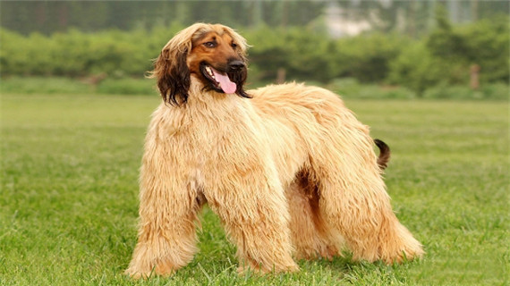 阿富汗猎犬的形态特征