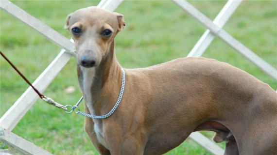 灵缇犬的训练方法