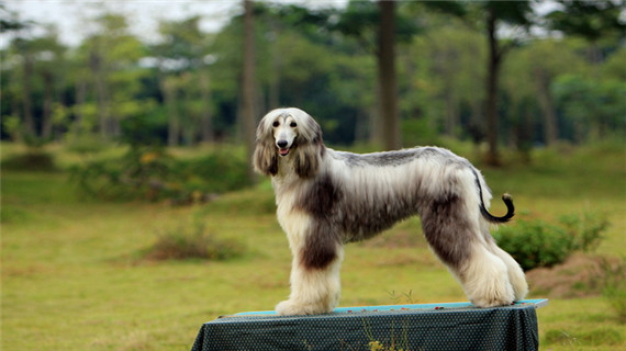 阿富汗猎犬的毛色特征