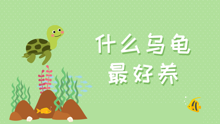 什么乌龟最好养