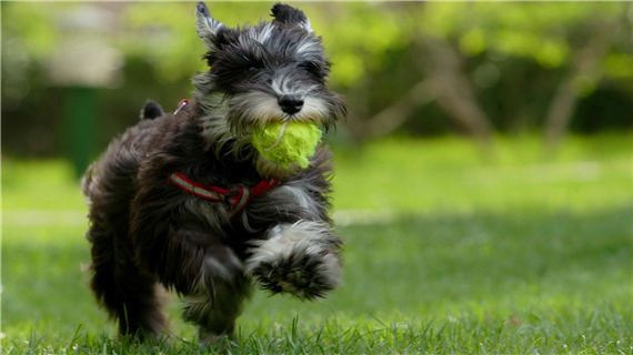 训练雪纳瑞的原则有哪些