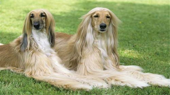 阿富汗猎犬常见疾病防治