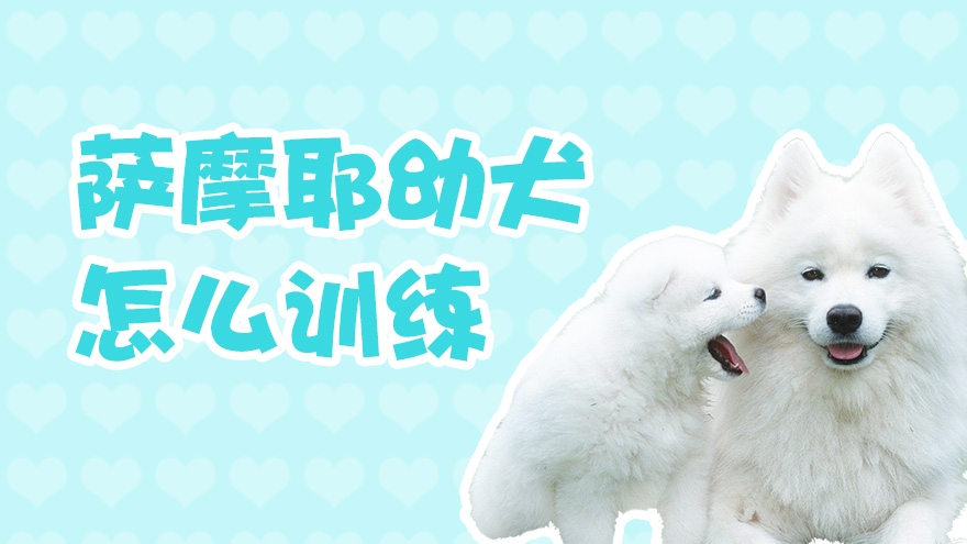 萨摩耶幼犬怎么训练