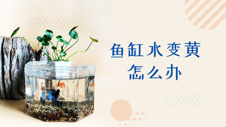 鱼缸水变黄怎么办