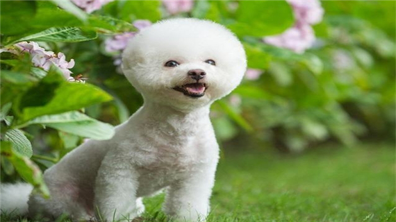 比熊狗狗消化不良的症状