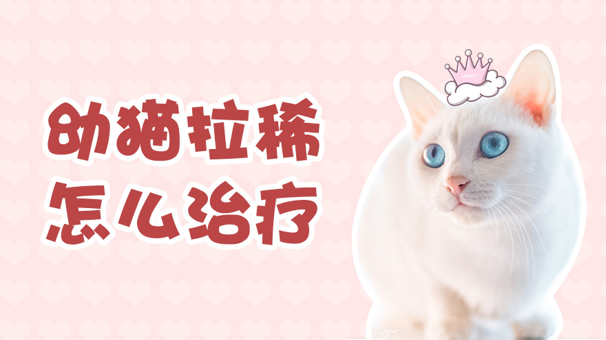 幼猫拉稀怎么治疗
