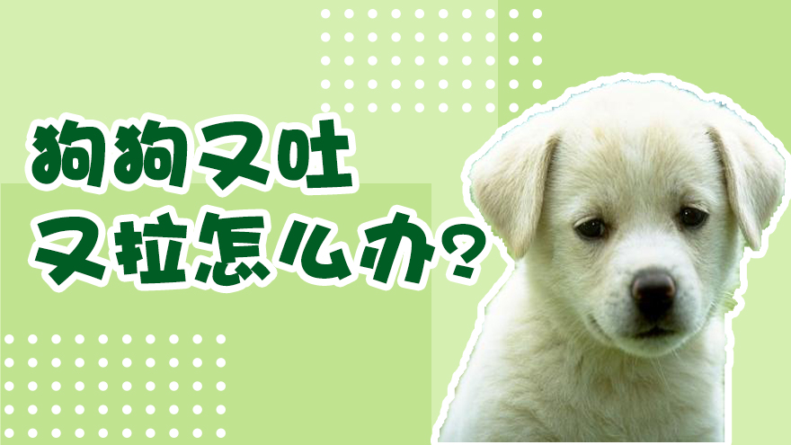 狗狗经常又吐又拉怎么办