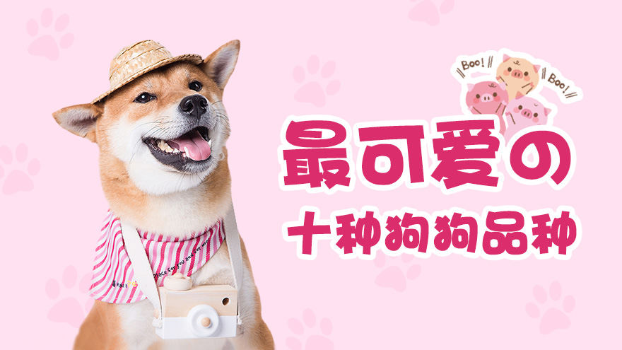 最可爱的十种狗狗品种