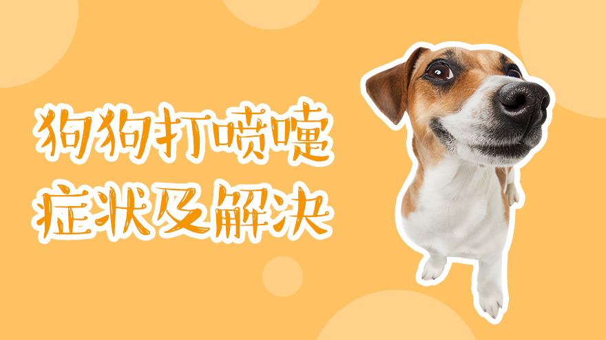 狗狗打喷嚏的症状有哪些 怎么解决