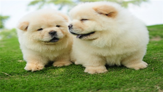 宠物松狮打嗝的原因