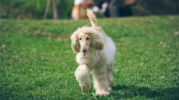 阿富汗猎犬的养护知识