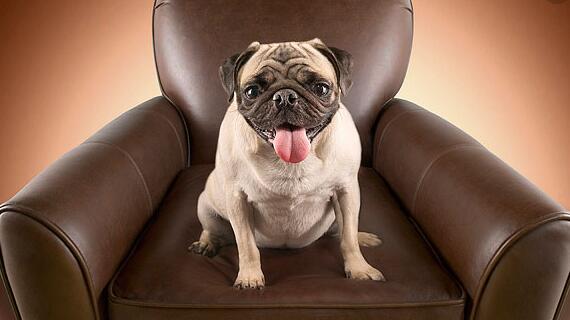 狗狗为什么老爱舔人