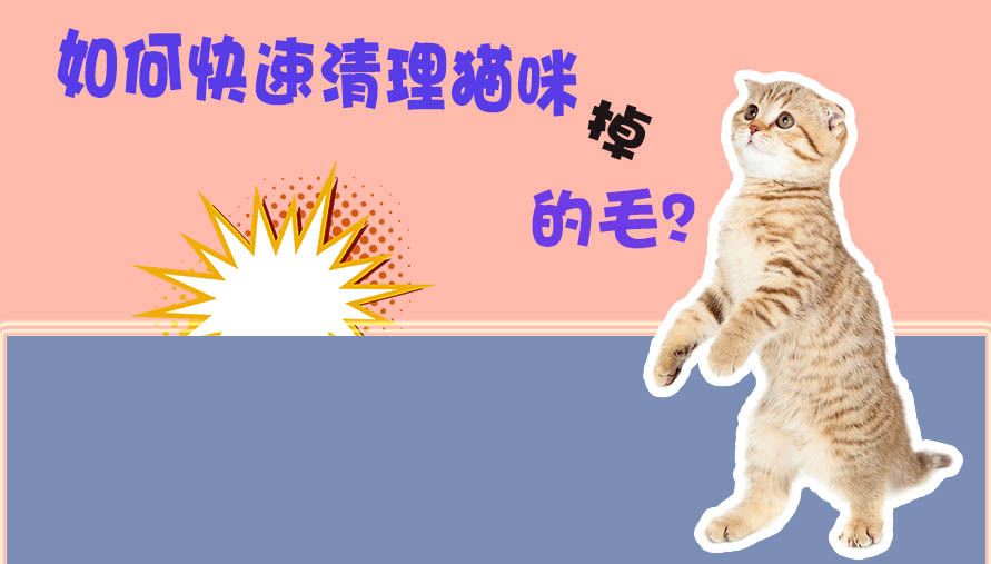 如何快速清理猫咪掉的毛