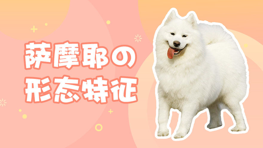 萨摩耶犬的形态特征