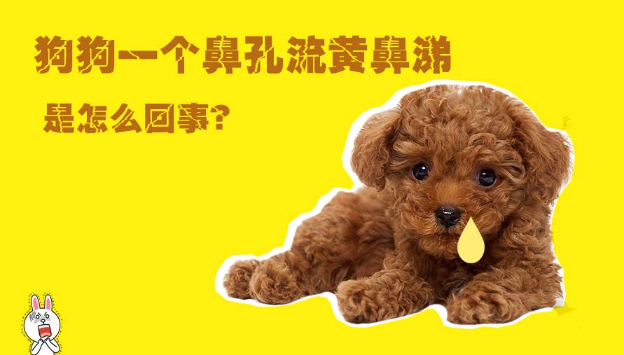 狗狗一个鼻孔流黄鼻涕是怎么回事