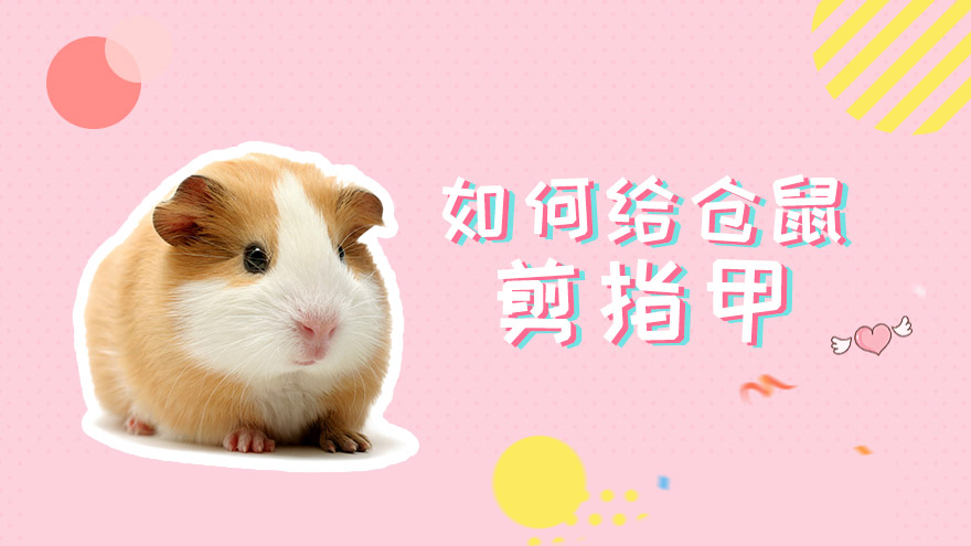 如何给仓鼠剪指甲