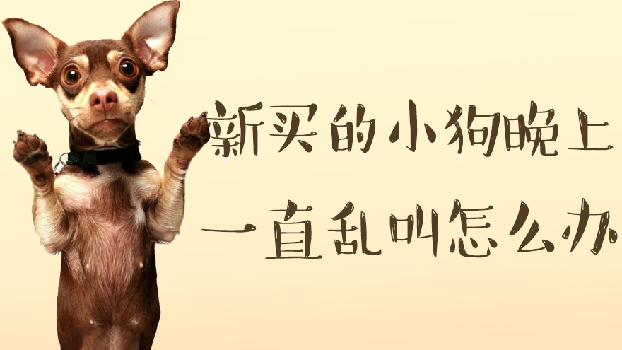 新买的小狗狗晚上一直乱叫怎么办