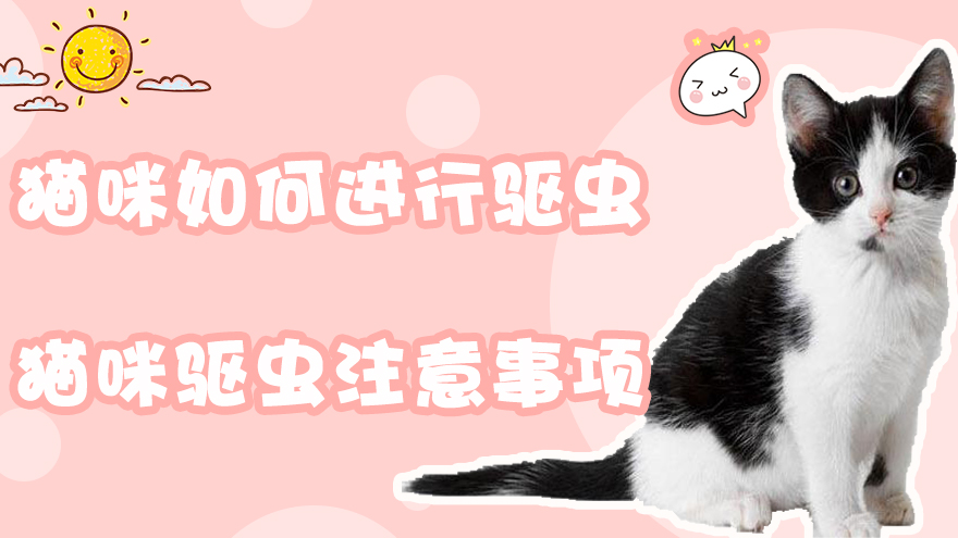 猫咪如何进行驱虫 猫咪驱虫注意事项